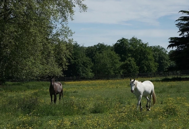 35 hectares de prés